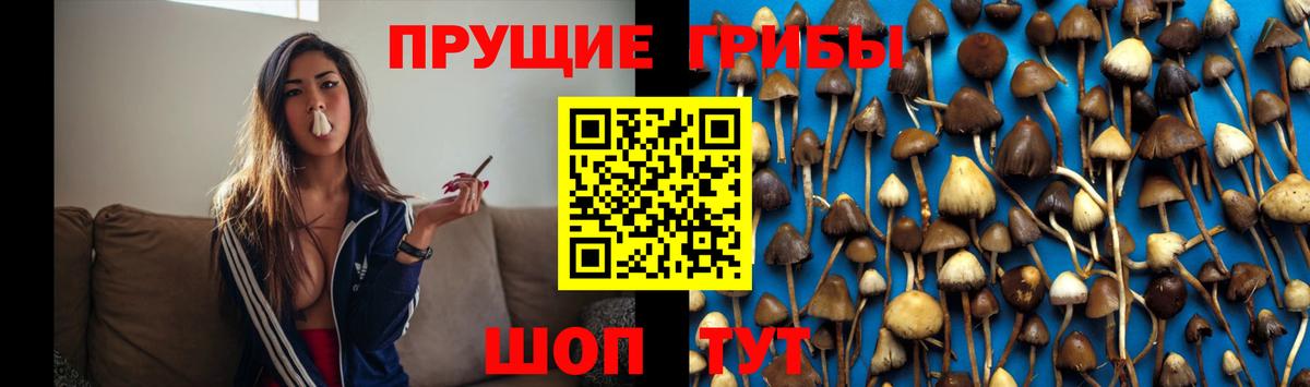 Сорочинск  Псилоцибиновые грибы Psilocybine cubensis  Псилоцибиновые грибы Psilocybine cubensis  Вход с VPN 